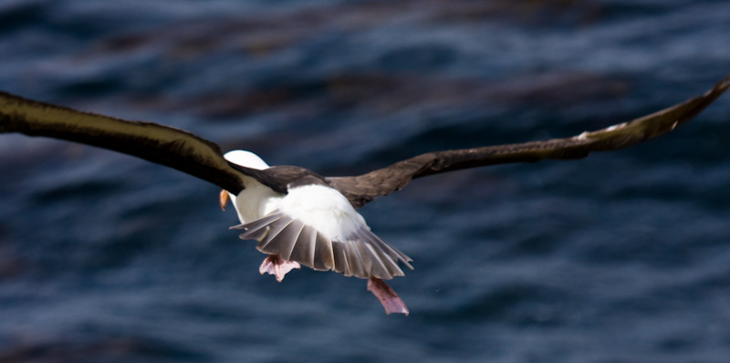 Black-Browed Albatross In Flight